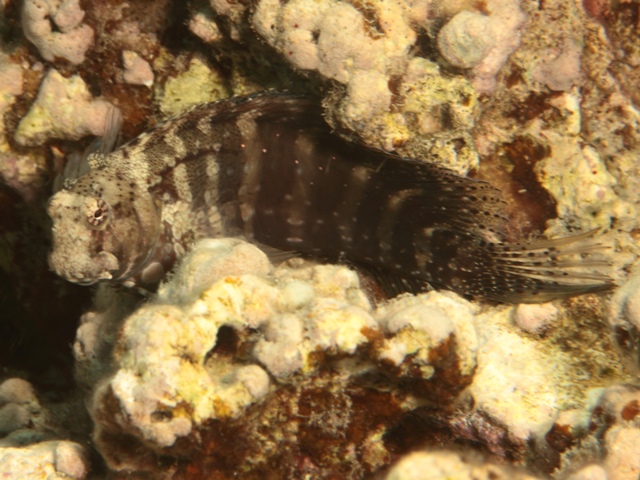 salarias fasciatus